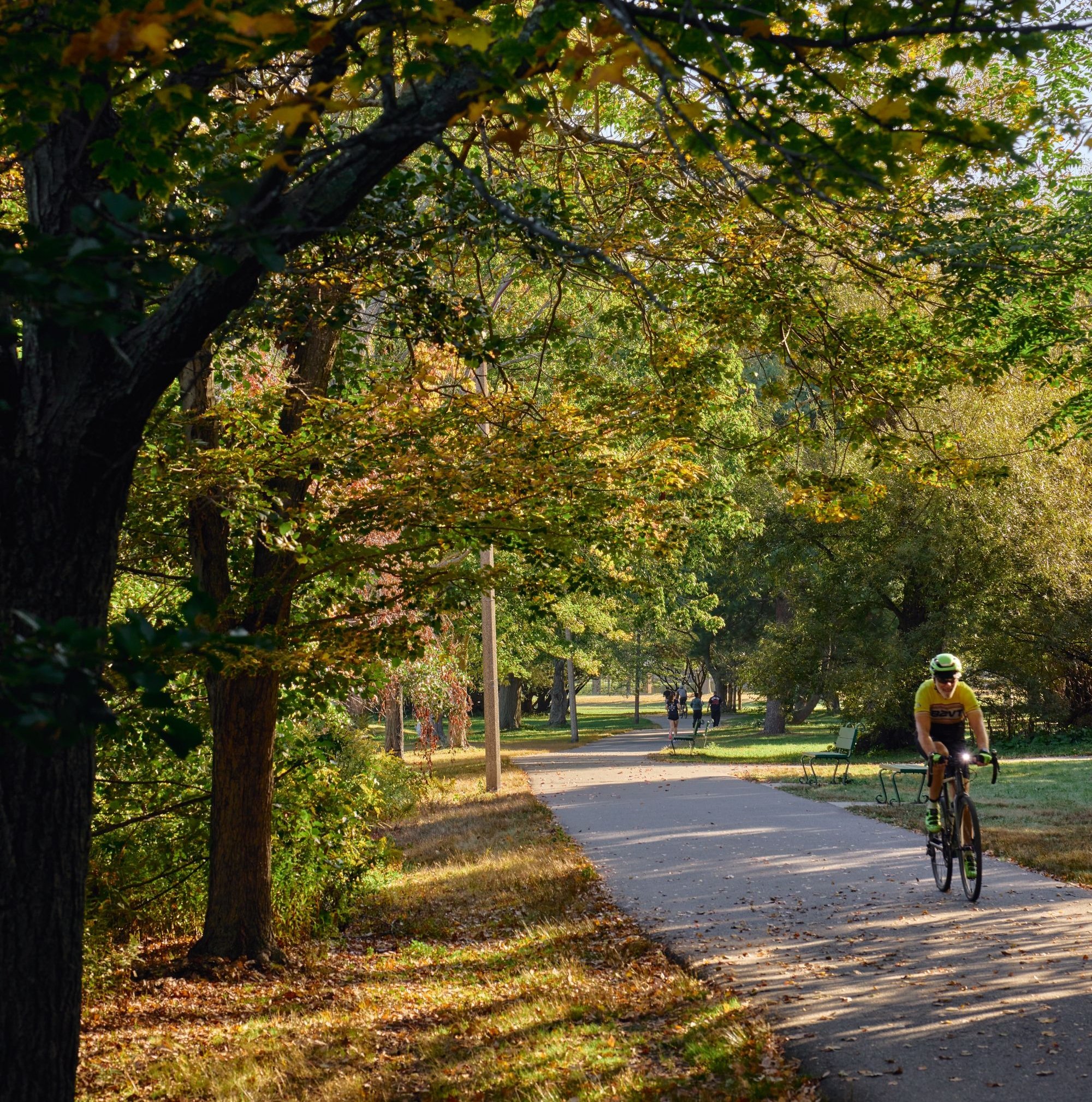 A scenic, sunny view of a paved path in Herter Park bordered by mature trees with golden-green leaves. A cyclist in a yellow jersey rides down the path in the late afternoon sun.