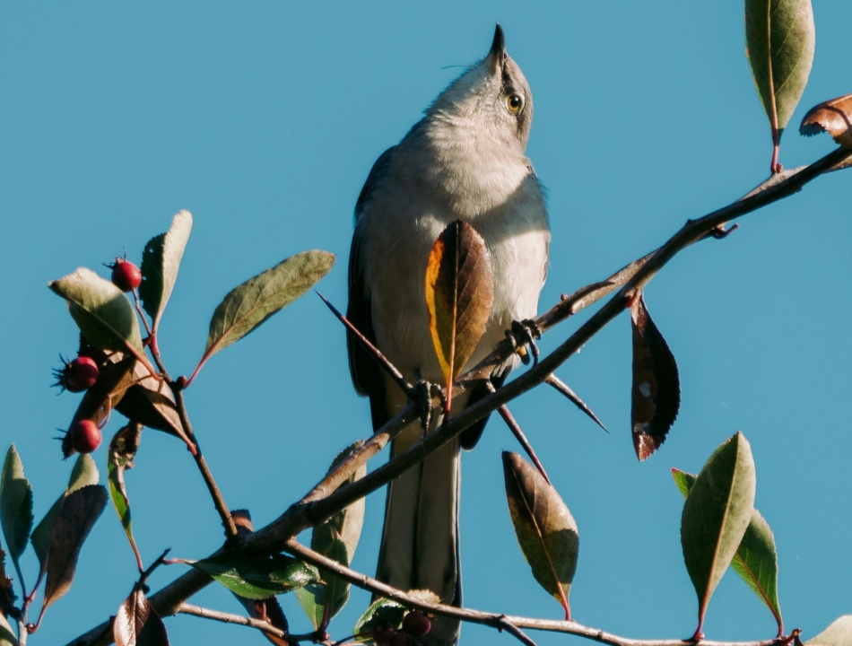 A bird perched on a tree branch