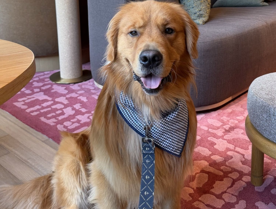Golden retriever sitting indoors on a pink patterned rug, wearing a blue checkered bandana and leash, smiling at the camera.